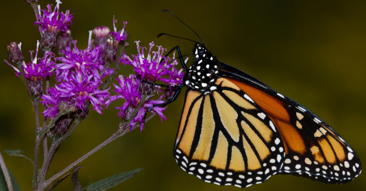 #bioPGH Blog: Ironweed in the Steel City #bioPGH Blog: Ironweed in the Steel City