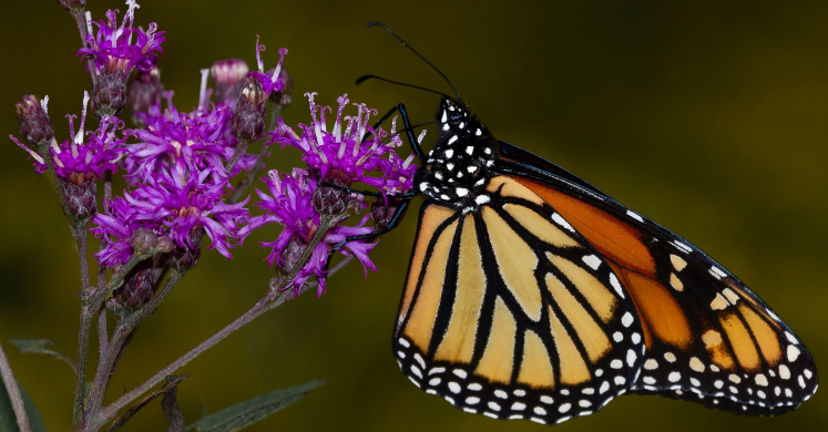 #bioPGH Blog: Ironweed in the Steel City