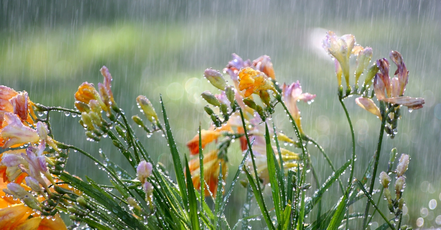 #bioPGH Blog: Science for a Rainy Day | Phipps Conservatory and