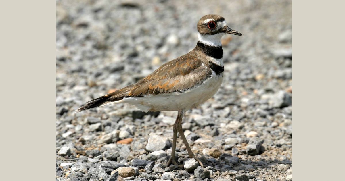 Killdeer Chicks