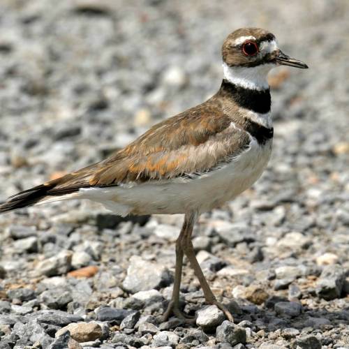 #bioPGH Blog: Killdeer