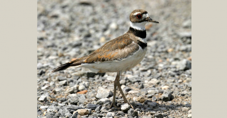 #bioPGH Blog: Killdeer