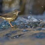#bioPGH Blog: The LOWA Quest