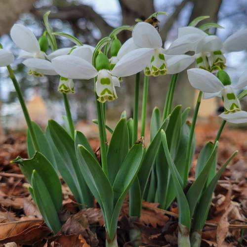 #bioPGH Blog: Snowdrops – Where Winter Meets Spring