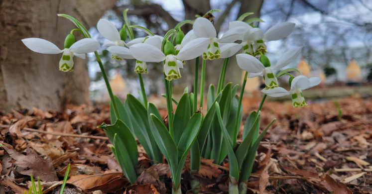 #bioPGH Blog: Snowdrops – Where Winter Meets Spring