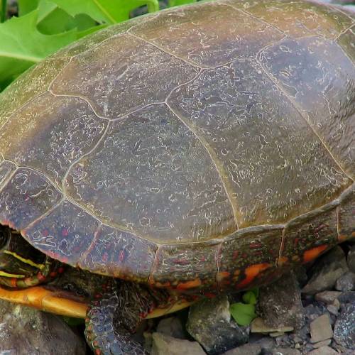 #bioPGH Blog: A Tip-top Turtle