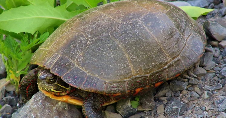 #bioPGH Blog: A Tip-top Turtle
