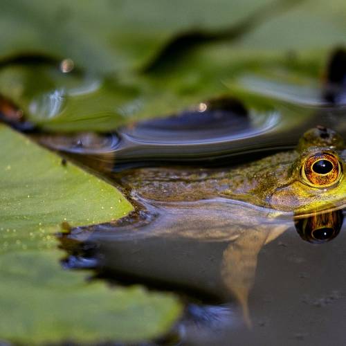 #bioPGH Blog: Bullfrog Bonanza