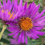 #bioPGH Blog: What’s in Bloom?