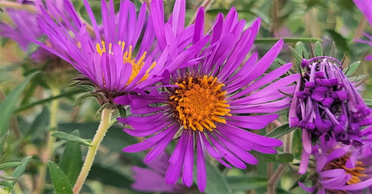 #bioPGH Blog: What’s in Bloom? #bioPGH Blog: What’s in Bloom?