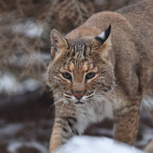 #bioPGH Blog: Bobcats