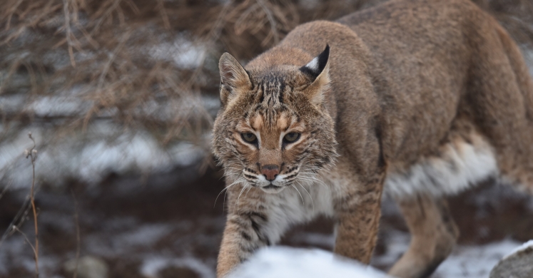#bioPGH Blog: Bobcats #bioPGH Blog: Bobcats