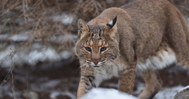 #bioPGH Blog: Bobcats