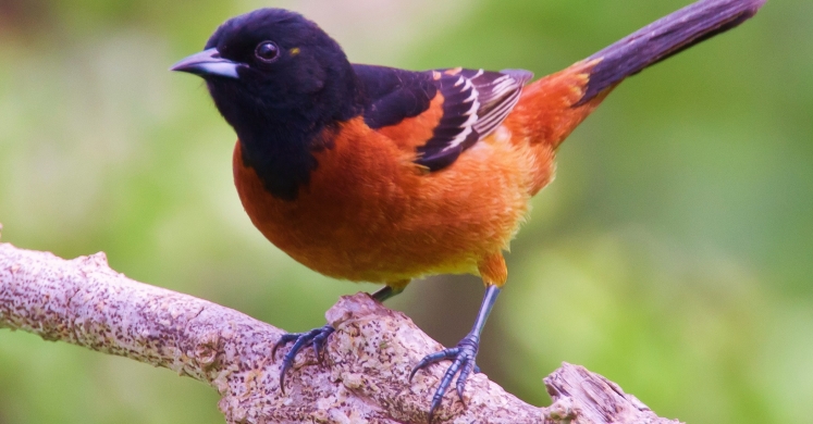 #bioPGH Blog: A Place for the Birds #bioPGH Blog: A Place for the Birds