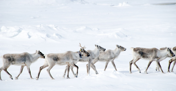 #bioPGH Blog: Ho, Ho, Ho, Holiday Science! #bioPGH Blog: Ho, Ho, Ho, Holiday Science!