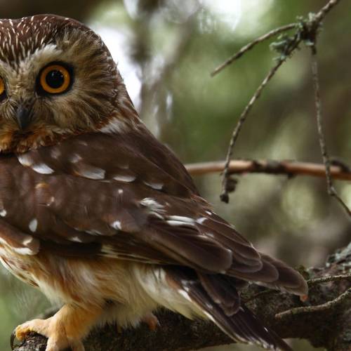 #bioPGH Blog: Northern Saw-whet Owl