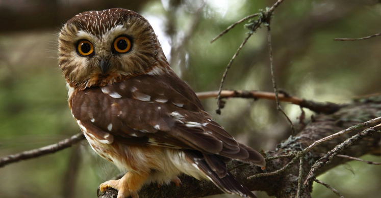 #bioPGH Blog: Northern Saw-whet Owl #bioPGH Blog: Northern Saw-whet Owl