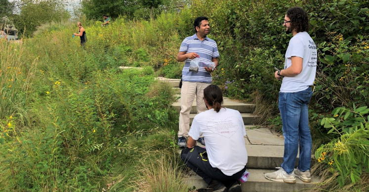#bioPGH Blog: Meadows and Lawns in the City, Part 1 #bioPGH Blog: Meadows and Lawns in the City, Part 1