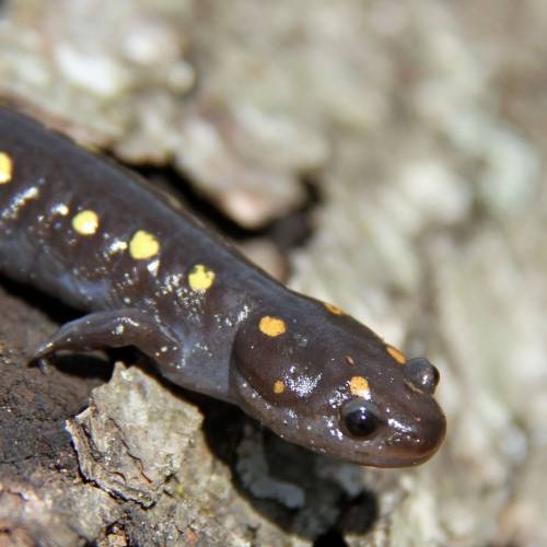 #bioPGH Blog: Salamanders in the Spring