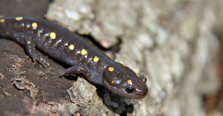 #bioPGH Blog: Salamanders in the Spring