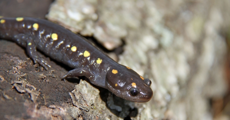 #bioPGH Blog: Amphibian Development, Part Two - Salamanders