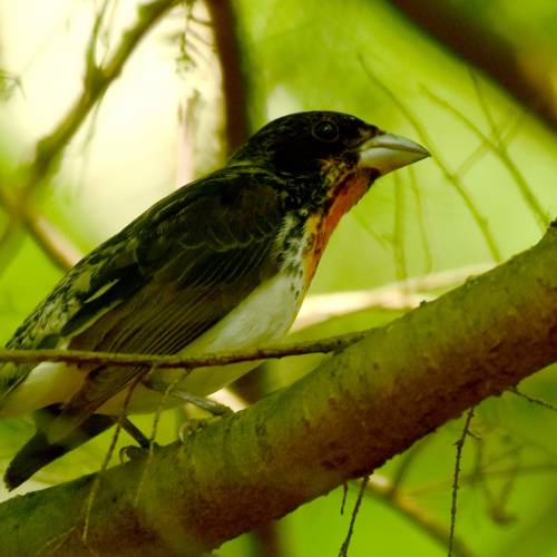 #bioPGH: The Case of the Curious Grosbeak