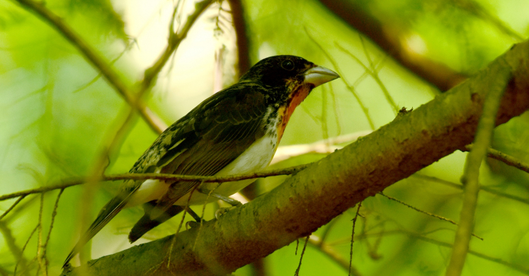 #bioPGH: The Case of the Curious Grosbeak #bioPGH: The Case of the Curious Grosbeak