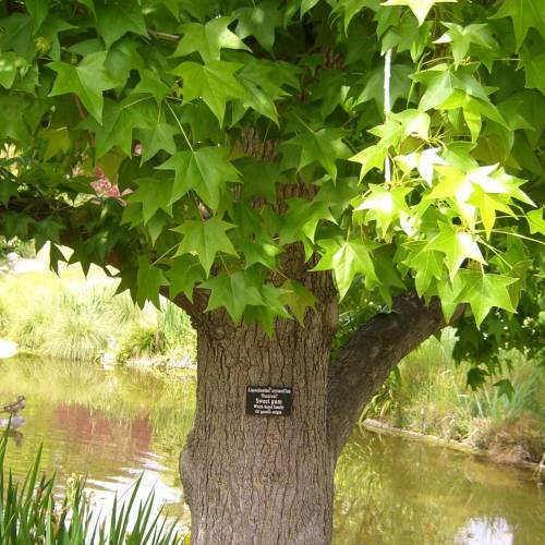 #bioPGH Blog: Sweetgum Tree