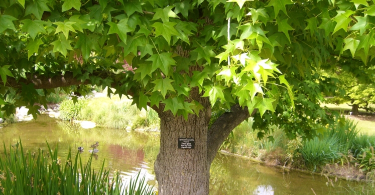 #bioPGH Blog: A Sweet Time with Sweetgum #bioPGH Blog: A Sweet Time with Sweetgum
