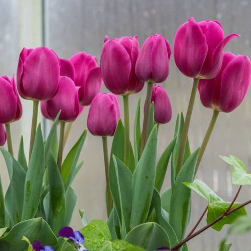 #bioPGH Blog: Tulipmania!