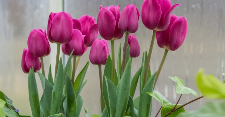 #bioPGH Blog: Tulipmania!