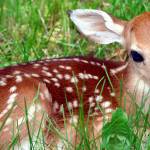 #bioPGH Blog: Spring Baby Boom!