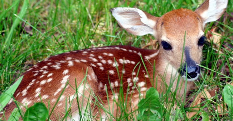 #bioPGH Blog: Spring Baby Boom! #bioPGH Blog: Spring Baby Boom!