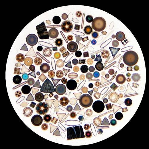 #bioPGH: Delightful Diatoms