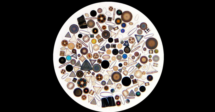 #bioPGH: Delightful Diatoms