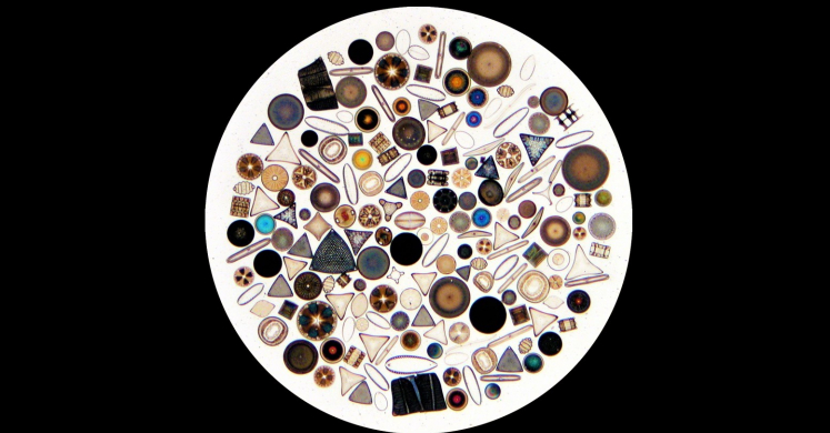#bioPGH: Delightful Diatoms #bioPGH: Delightful Diatoms