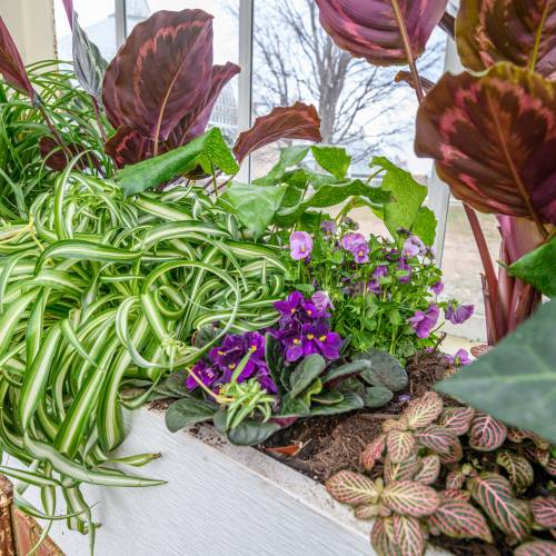 Create Your Own Houseplant Heaven!