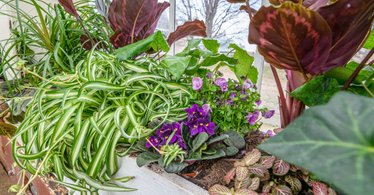 Create Your Own Houseplant Heaven!