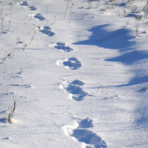 #bioPGH Blog: Whose Tracks are You?