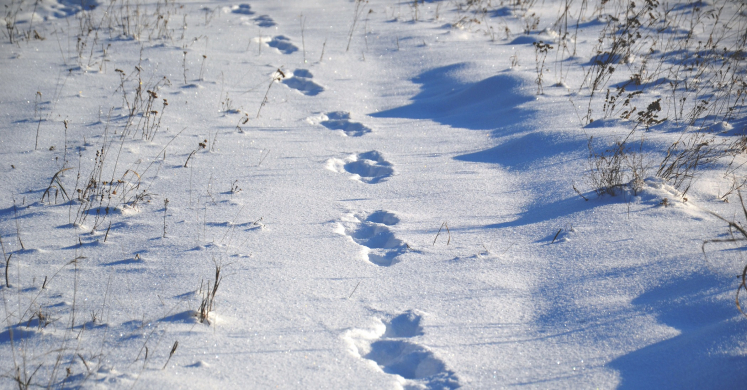 #bioPGH Blog: Whose Tracks are You? #bioPGH Blog: Whose Tracks are You?