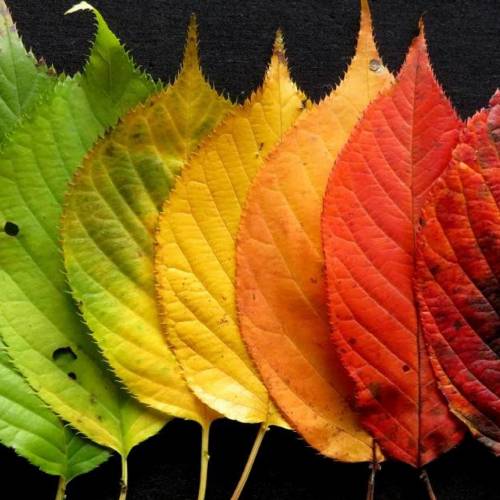 #bioPGH Blog: The Story of a Leaf