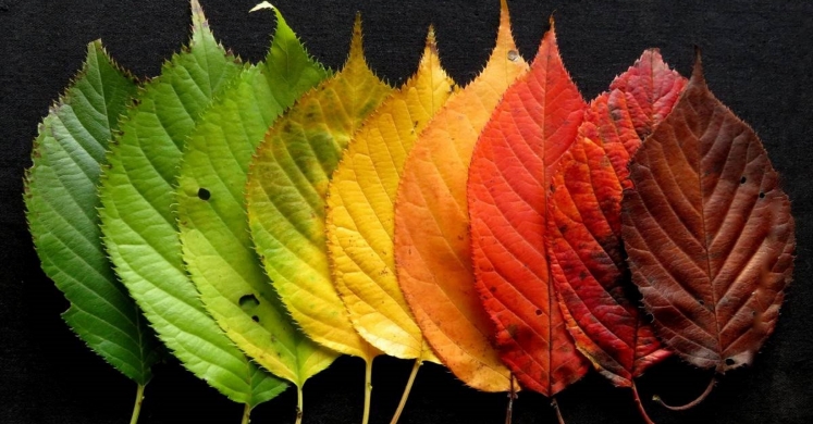 #bioPGH Blog: The Full Circle of Nature’s Autumn Spectacular