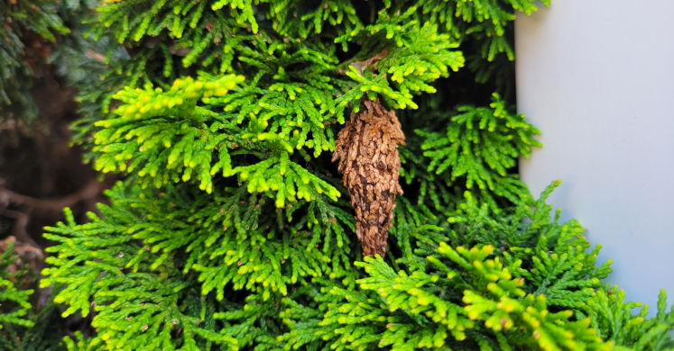 #bioPGH Blog: Bagworms #bioPGH Blog: Bagworms