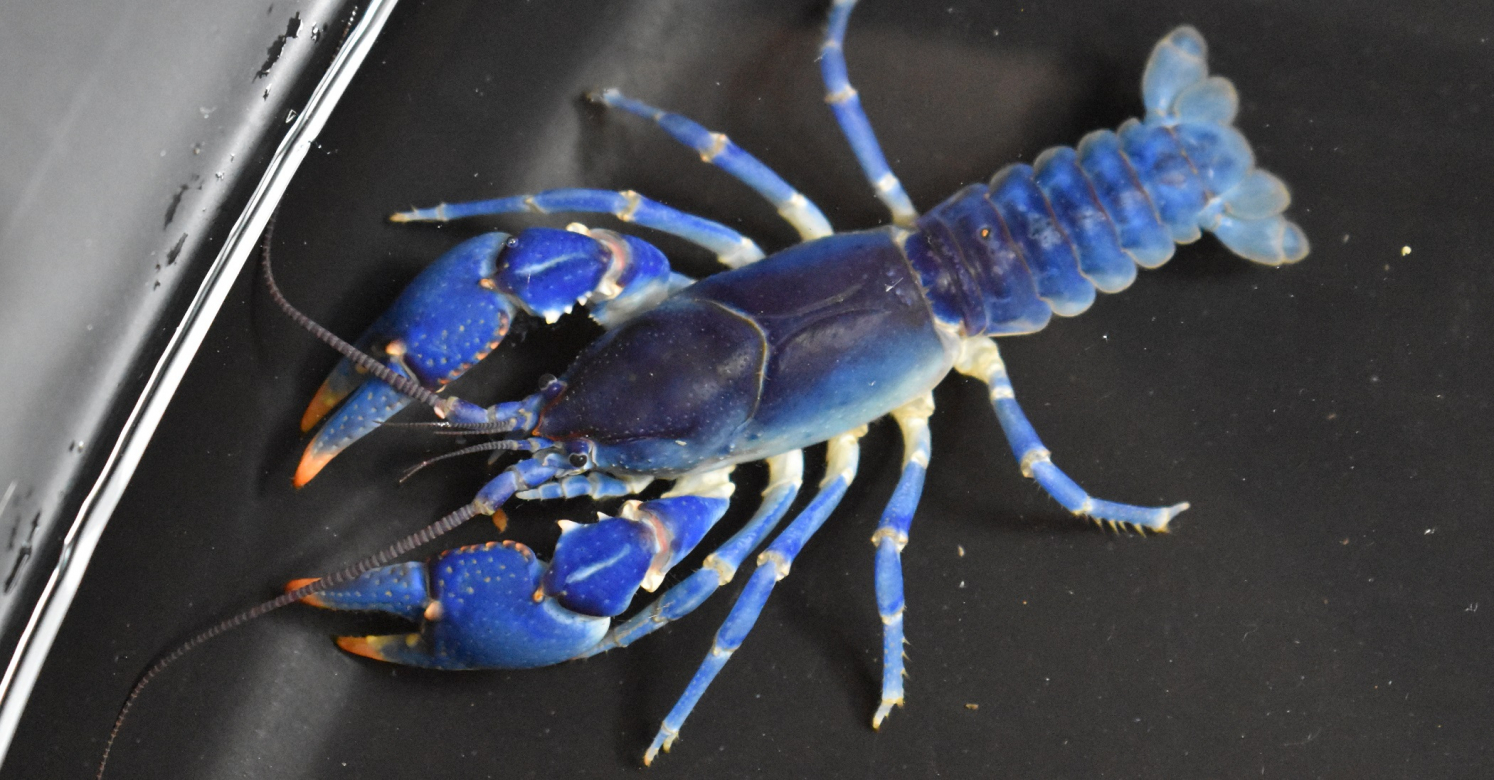 bioPGH Blog: Blue Crayfish, Phipps Conservatory and Botanical Gardens