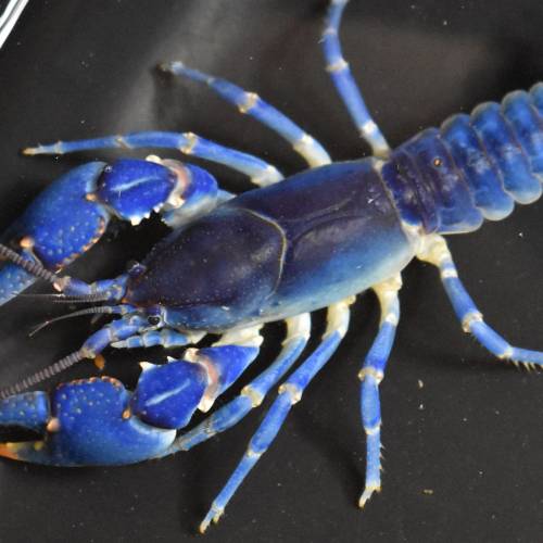 #bioPGH Blog: Blue Crayfish