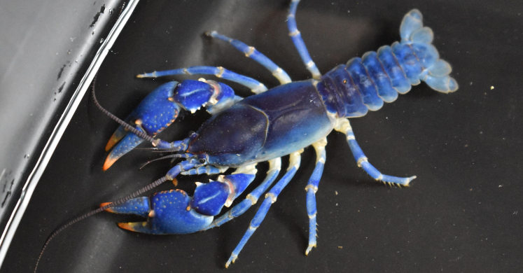 #bioPGH Blog: Blue Crayfish