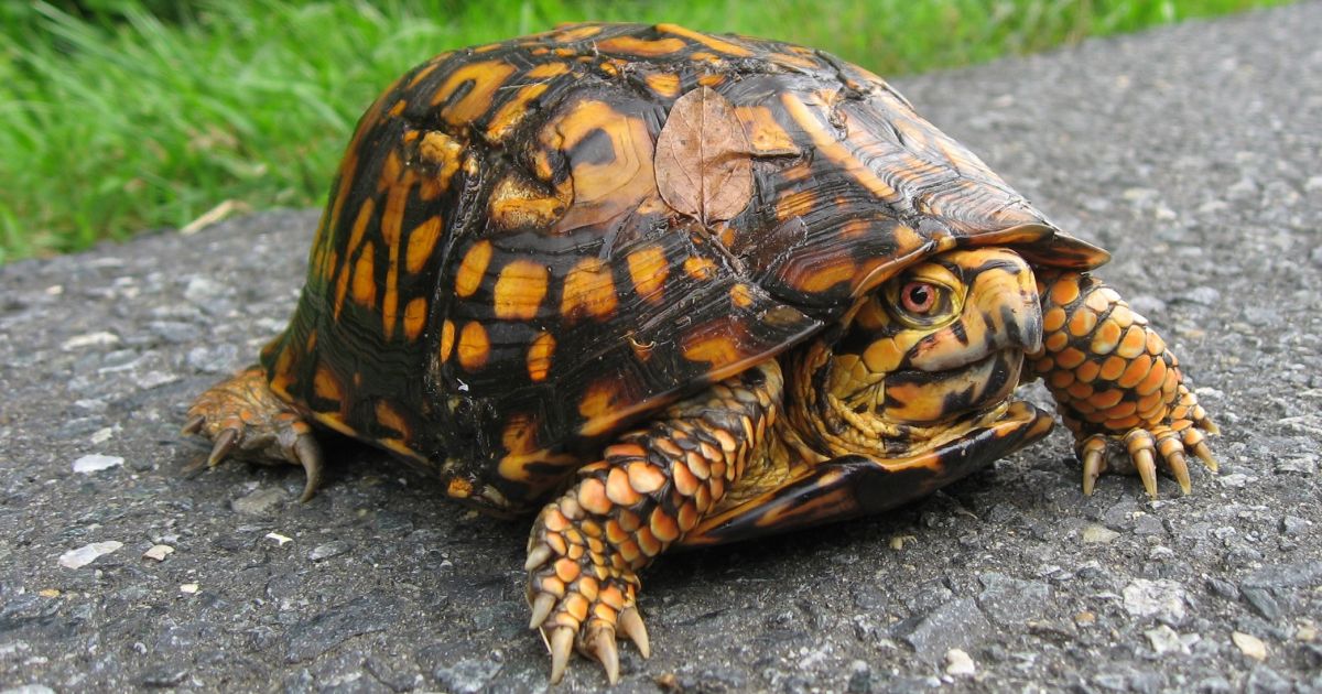 are eastern box turtles dangerous