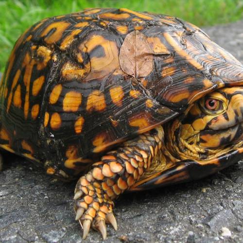#bioPGH Blog: Eastern Box Turtles
