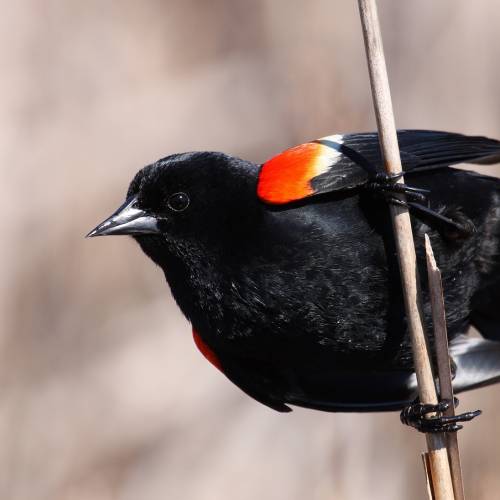 #bioPGH Blog: Red-winged Blackbirds