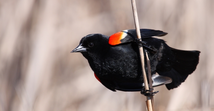 #bioPGH Blog: Red-winged Blackbirds